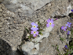 Malcolmia