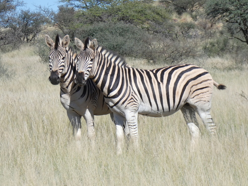Plains Zebra, photo 5 of 10