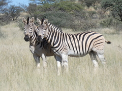 Plains Zebra photo 5