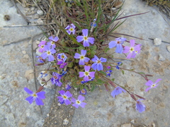 Malcolmia