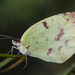 Teriocolias deva - Photo (c) Nico Rossi, some rights reserved (CC BY-NC), uploaded by Nico Rossi