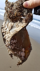Beringraja binoculata
