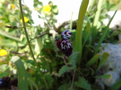 Anchusa variegata