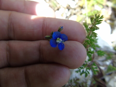 Veronica glauca