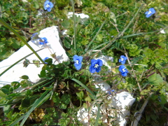 Veronica glauca