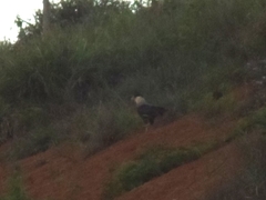 Caracara plancus