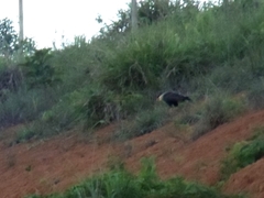 Caracara plancus