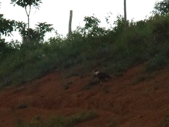 Caracara plancus