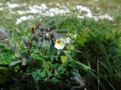 Alkanna corcyrensis