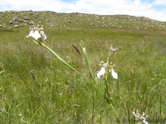 Moraea pubiflora