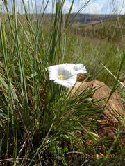 Monsonia burkeana