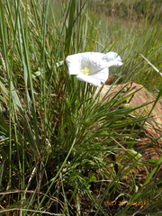 Monsonia burkeana