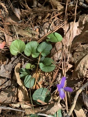 Viola walteri