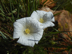 Monsonia burkeana