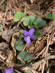 Viola walteri
