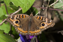Junonia genoveva hilaris