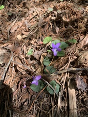 Viola walteri
