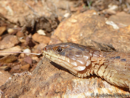 Transvaal Girdled Lizard, Cordylus vittifer