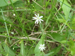 Stellaria graminea