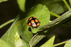 Botanochara decempustulata