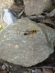 Sceliphron fistularium