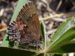 Callophrys irus