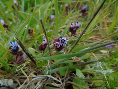 Anchusa variegata