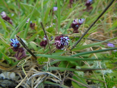 Anchusa variegata