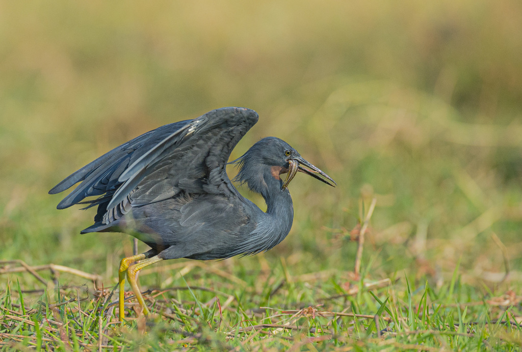 Slaty Egret