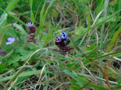 Anchusa variegata