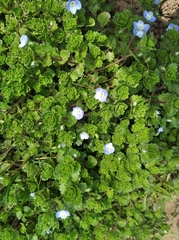 Veronica persica