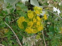 Smyrnium perfoliatum rotundifolium