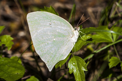 Phoebis neocypris