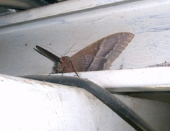 Ascalapha odorata