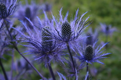 Eryngium alpinum