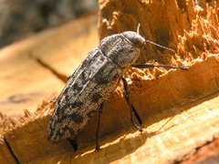 Polycesta elata