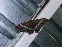Ascalapha odorata