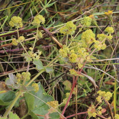 Alchemilla propinqua