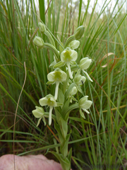 Habenaria epipactidea
