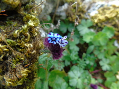 Anchusa variegata