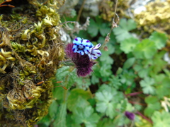Anchusa variegata