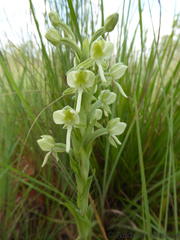 Habenaria epipactidea