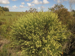 Baccharis spicata