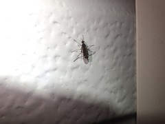 Sylvicola alternatus