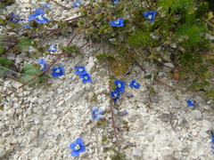Veronica glauca