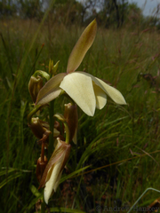 Eulophia ovalis
