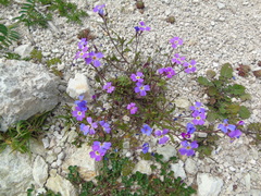 Malcolmia