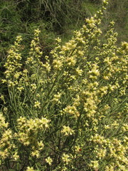 Baccharis spicata