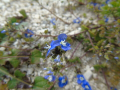 Veronica glauca