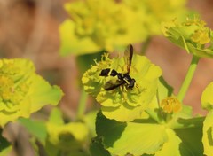 Xanthogramma marginale